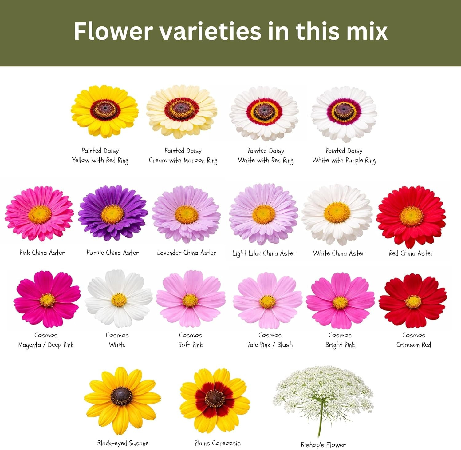 Cut Flower Garden Seed Mix – 15,000+ Seeds – 1 oz Extra Large Packet – Non-GMO F