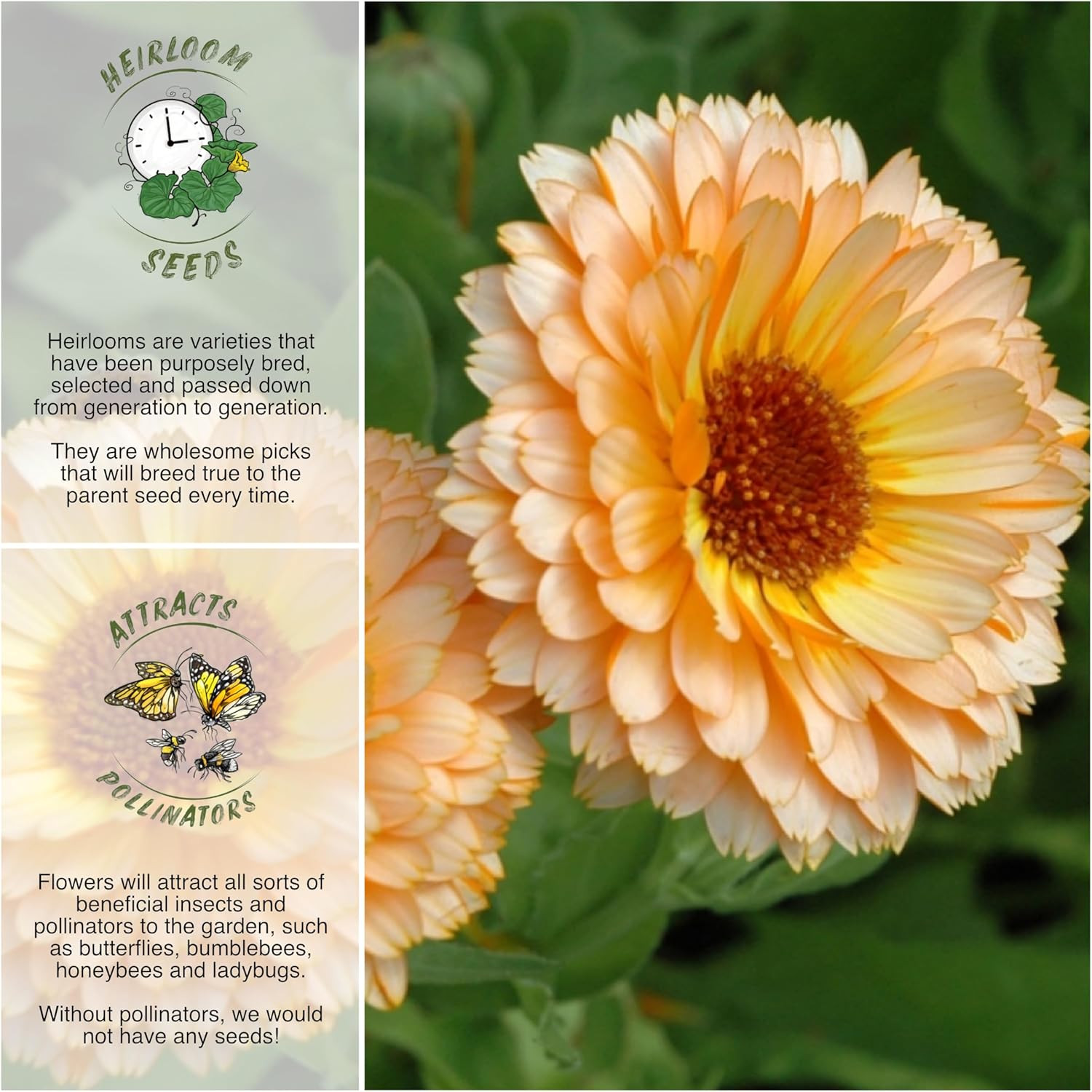 Calendula Flower Seeds for Planting Pink Surprise Variety | 1000+ Seeds Calendul