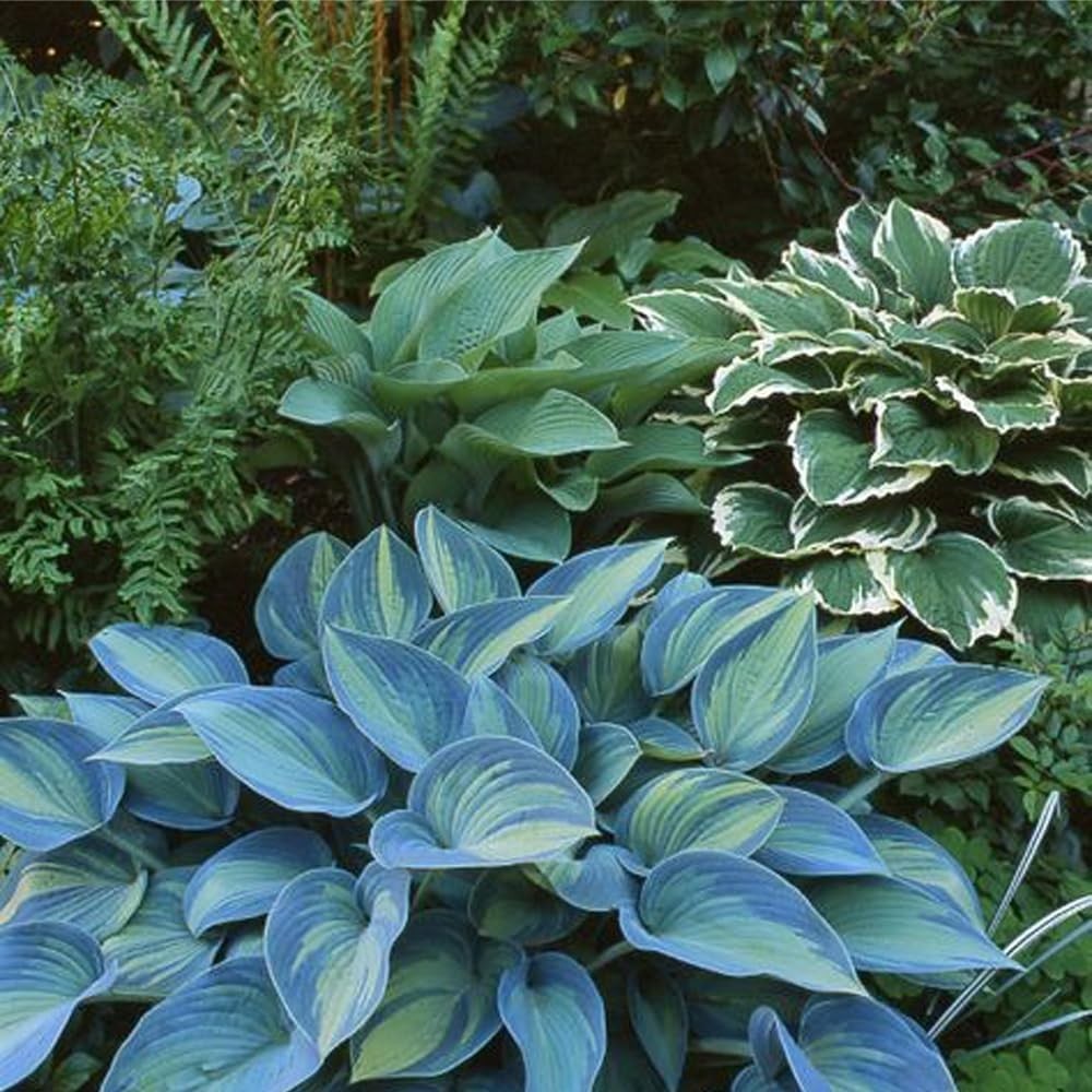 150+ Hostas Seed Midnight Blue for Planting Outdoors-Rare Hostas Seeds Dark B…