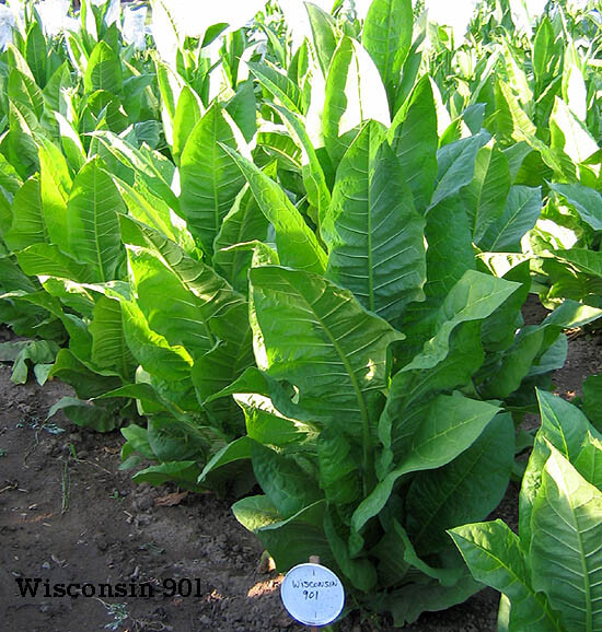 1000 Wisconsin 901 Tobacco Seeds – Nicotiana tabacum – Cigar or Pipe Tobacco