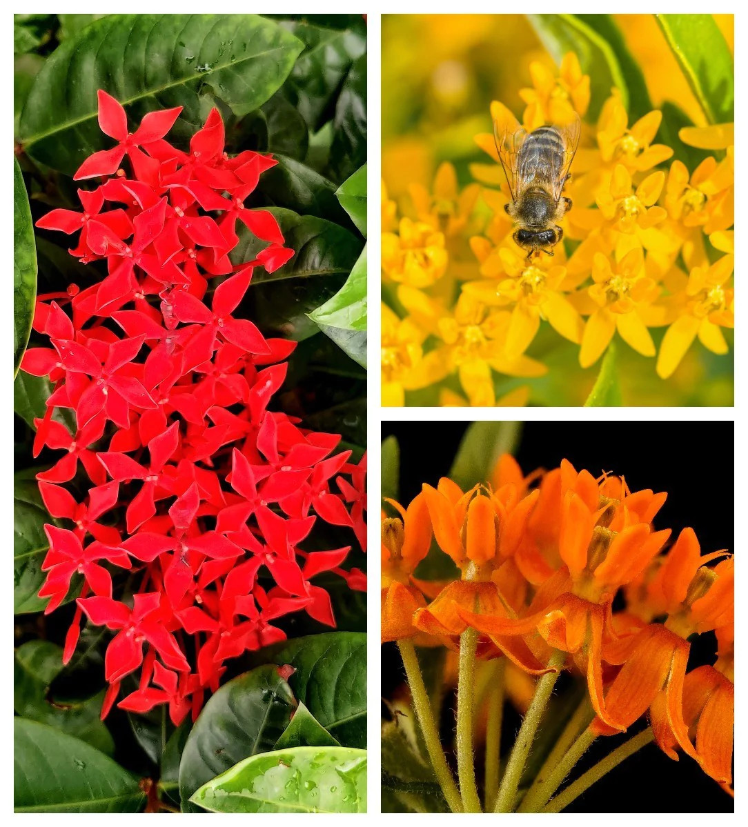 10 GAY BUTTERFLIES MILKWEED Red Yellow Orange Mix Asclepias Tuberosa Flower Seed