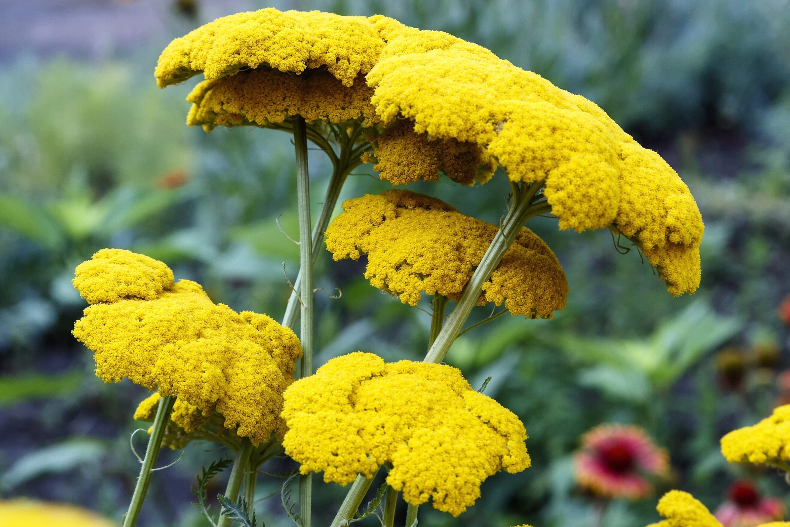 250 GOLD Golden Yellow YARROW Achillea Millefolium Flower Seeds