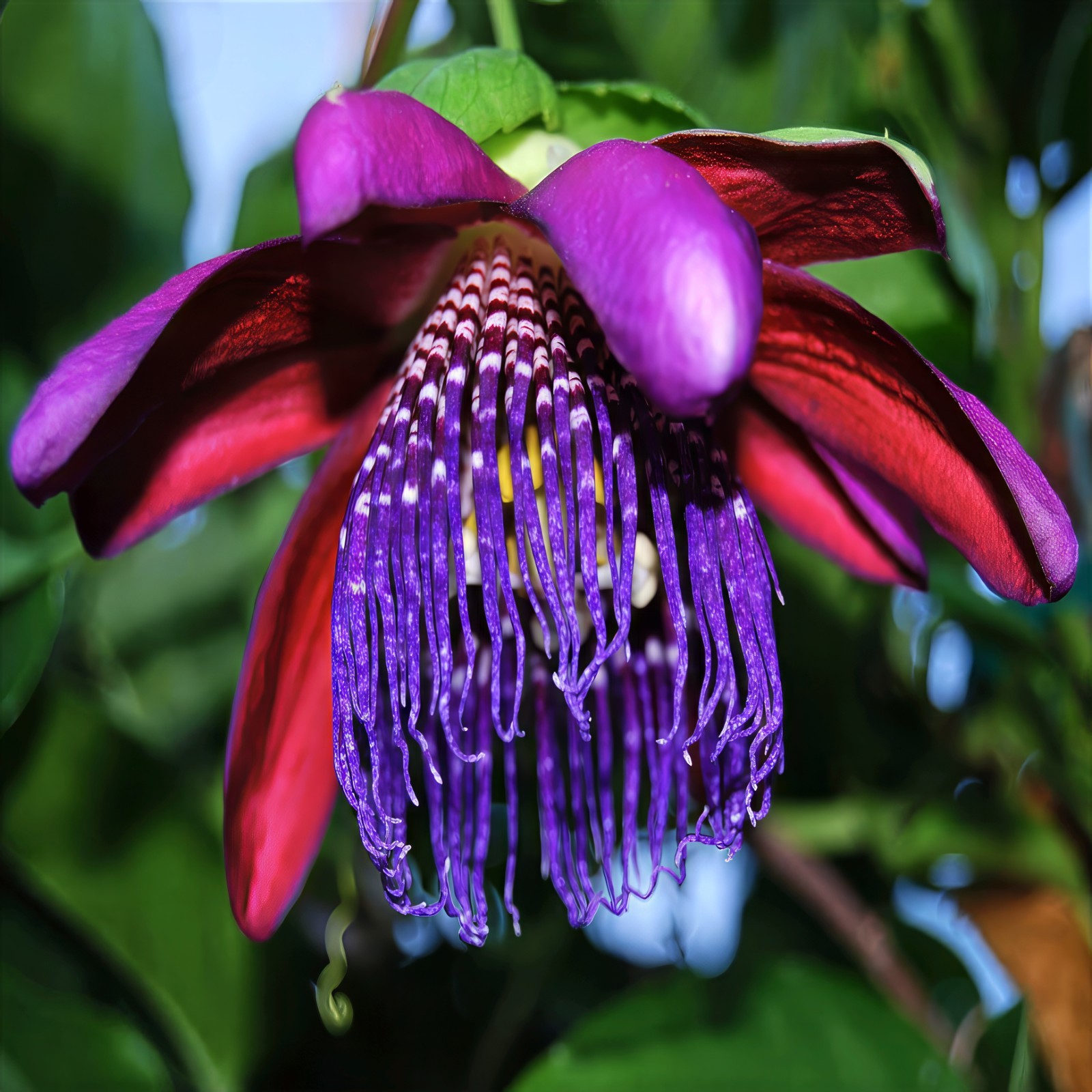 10 GIANT GRANADILLA SEEDS Passiflora quadrangularis Passionfruit Flower Plant