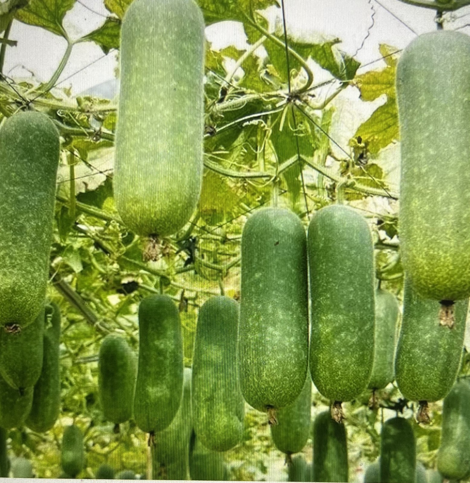 40 + WAX GOURD Winter Melon White Ash Benincasa Hispida Vegetable Seeds Bi Dao