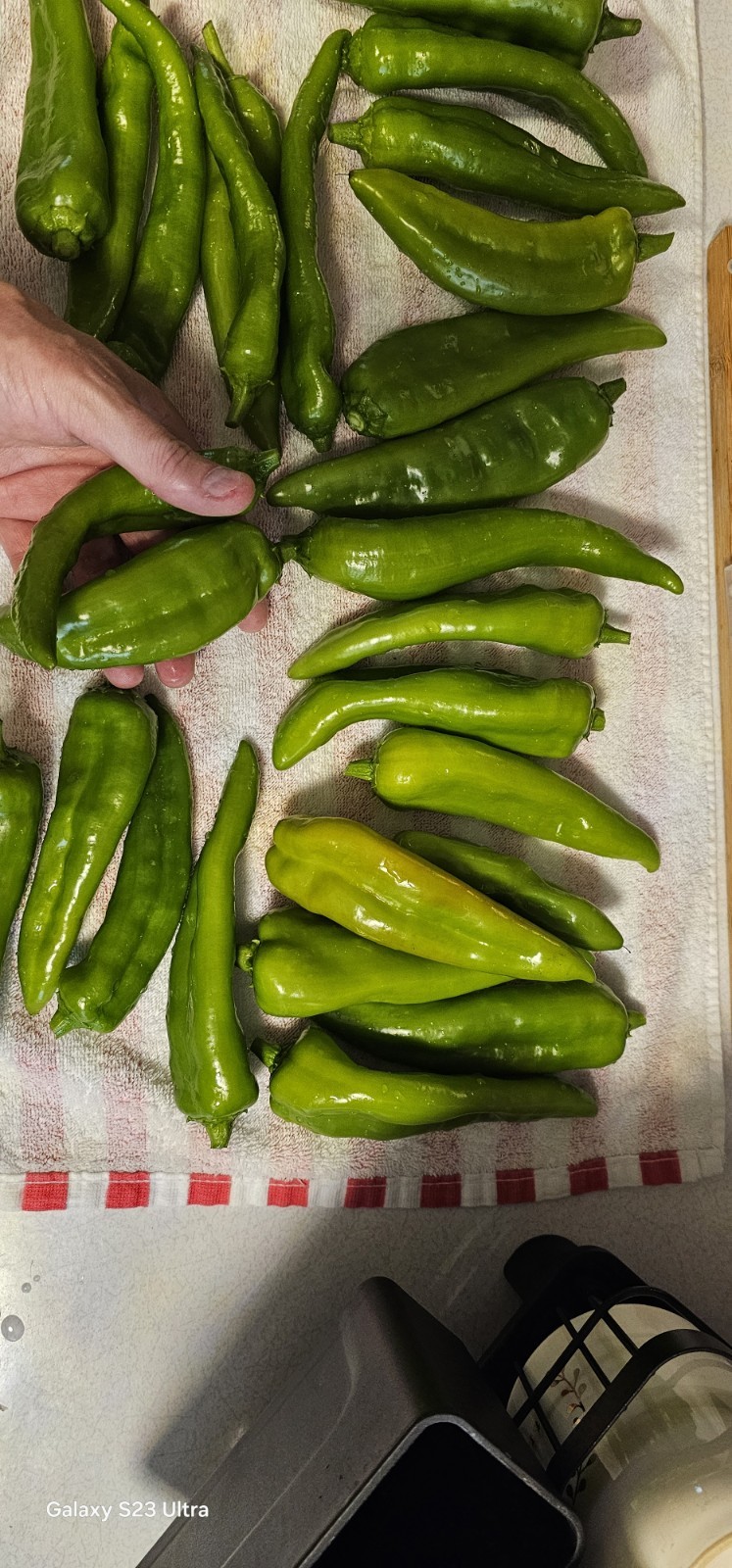 200+ Anaheim Pepper Seeds 2025 NON-GMO | Pepper Seeds. Free Shipping