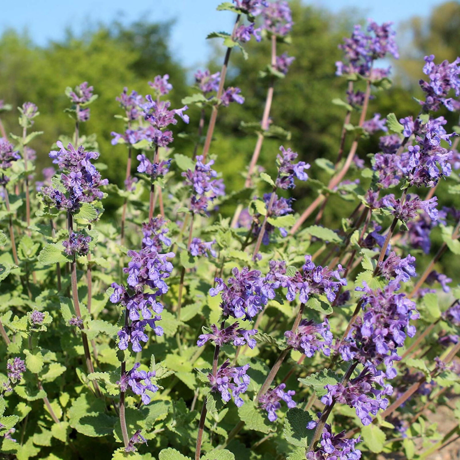 Catnip – 250 Seeds – Culinary & Medicinal Herb – Non GMO