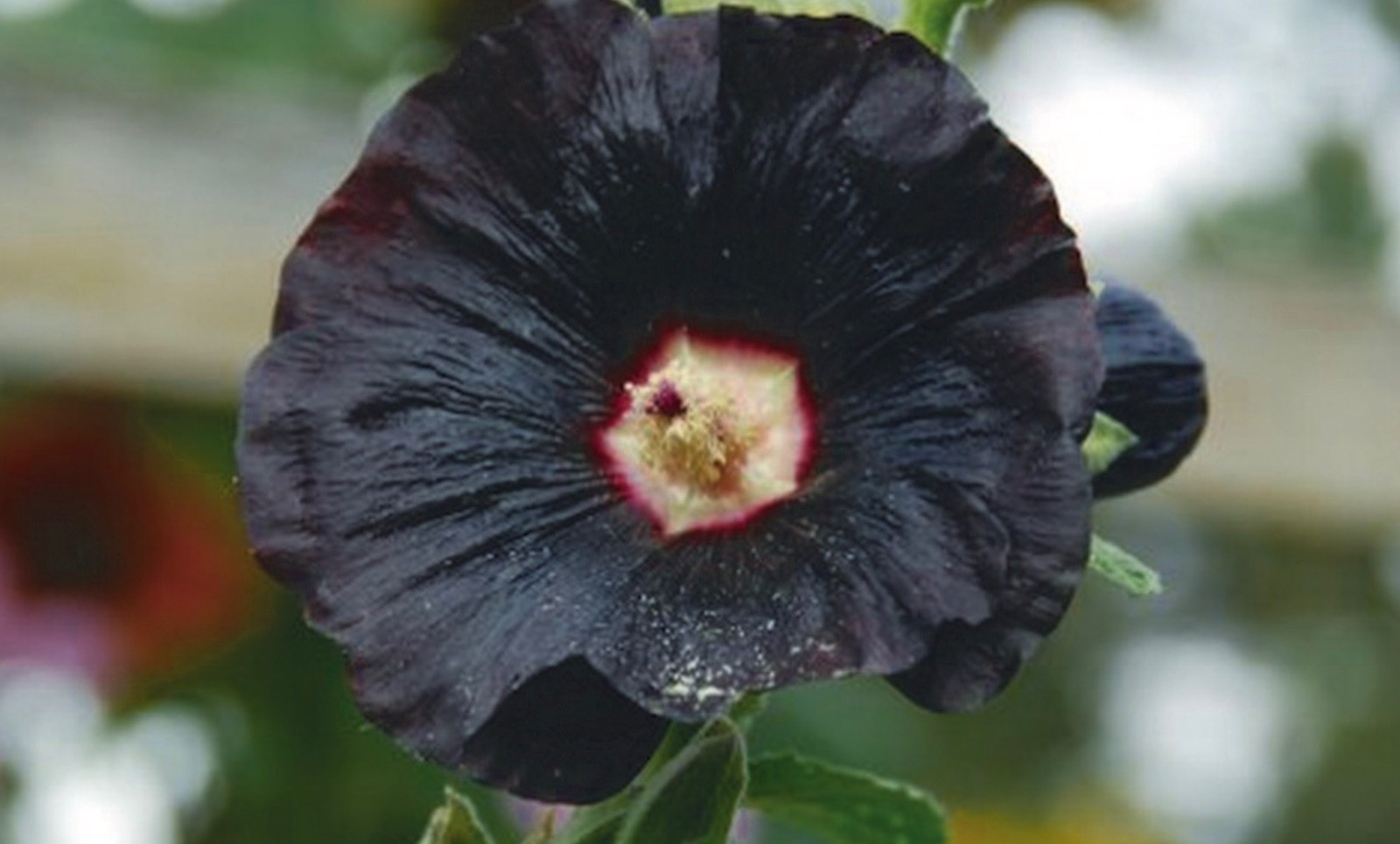 20 Hollyhock Nigra Fresh Premium Seeds, Large Black Blooms/Flowers, USA Seller