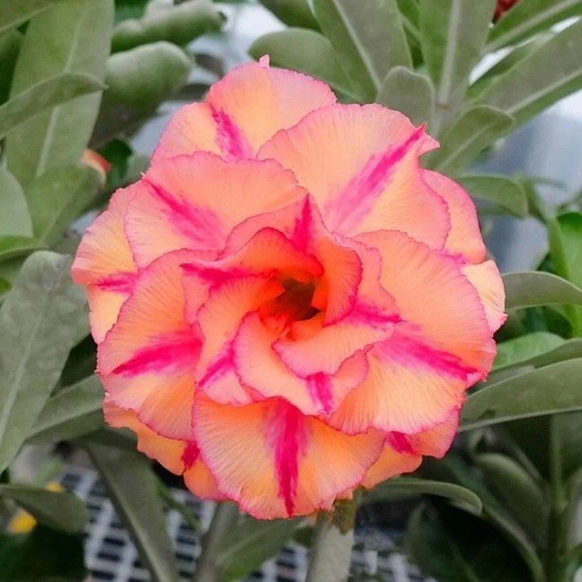 4DBL Red Yellow Desert Rose Seeds Adenium Obesum Flower Perennial Seed US SELLER