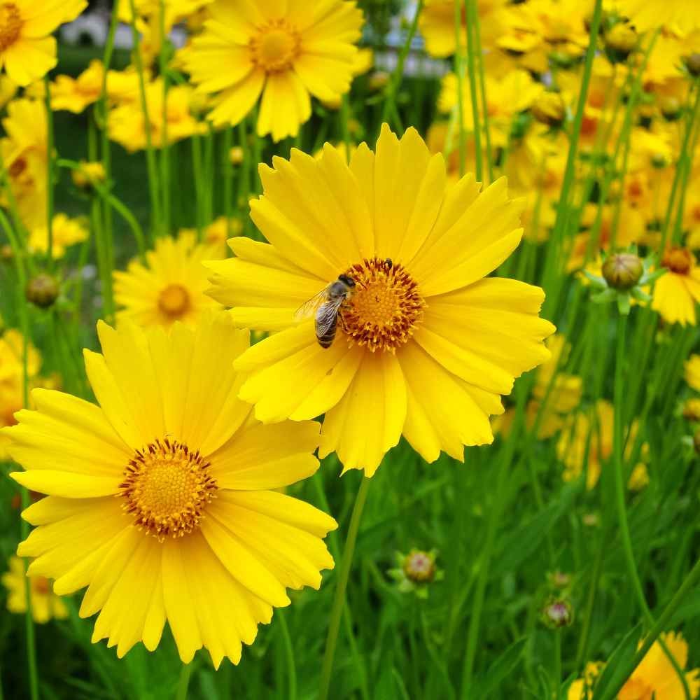 1 LB Yellow Lanceleaf Coreopsis Wild Flower Seed For Planting | Tolerant