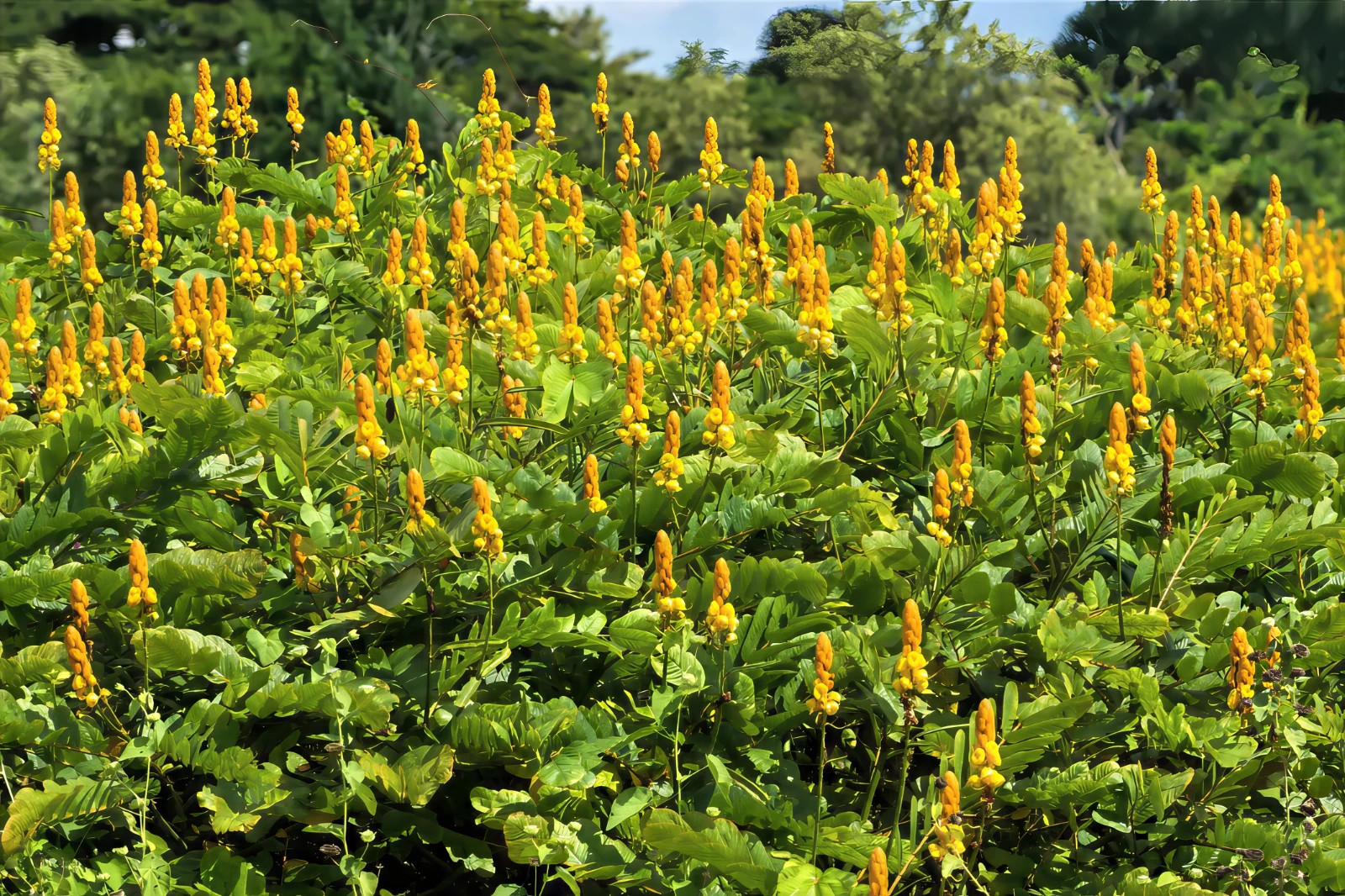 20 CANDLE BUSH SEEDS Cassia Alata Senna Tree Plant “Flowers Attract Butterflies”