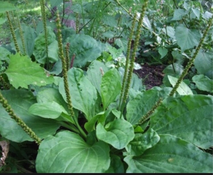 Organic Wild Broadleaf Plantain Perennial Medicinal Edible Herb FRESH 2023 Seeds