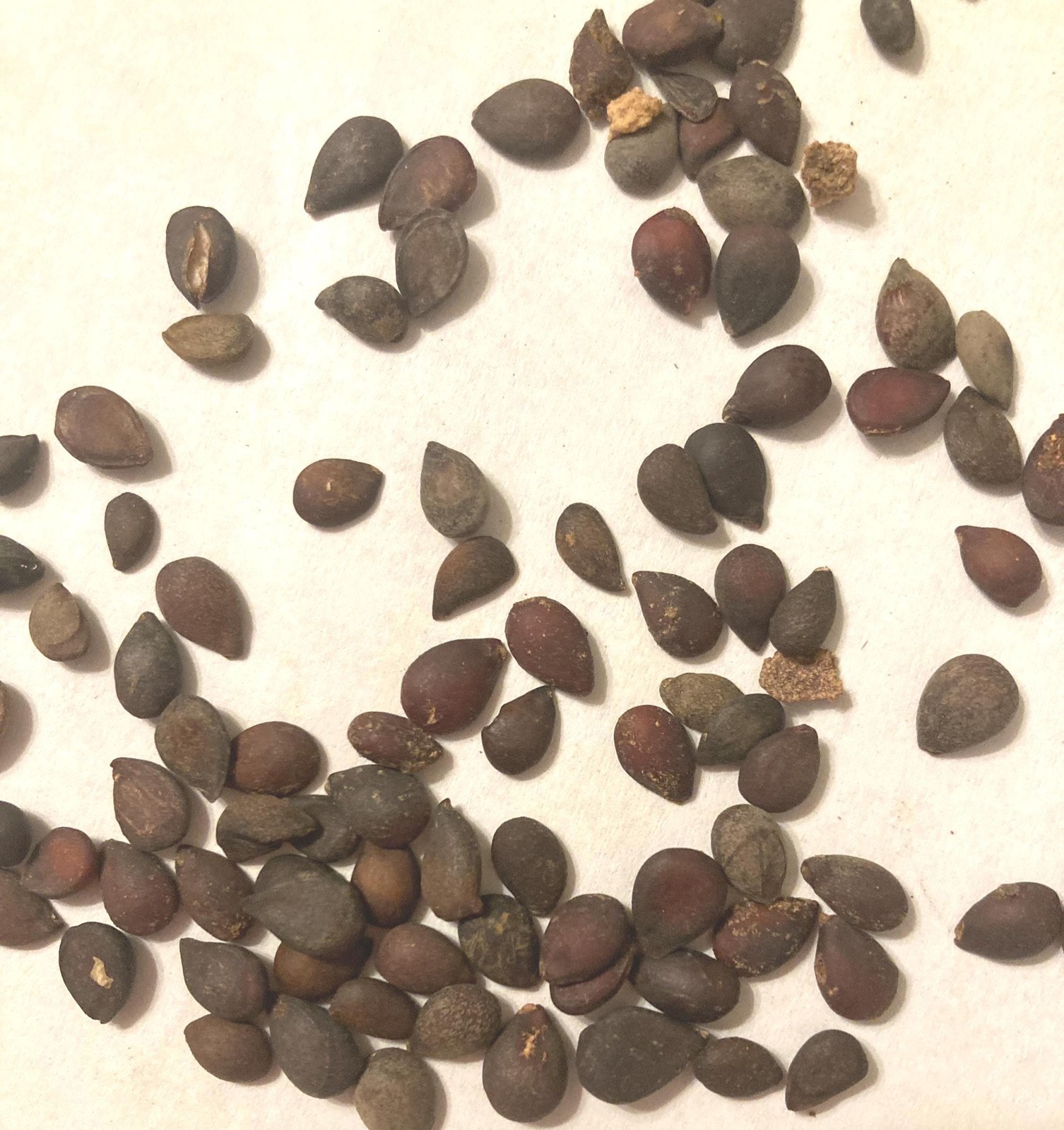 Asian Pear Tree Seeds (Pyrus Pyrifolia) Chinese Sand Pear
