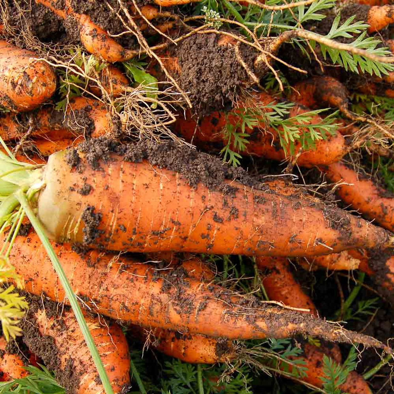 Chantenay Red Core Carrot Seeds, Beta Carotene, Vitamin A, NON-GMO, FREE SHIP