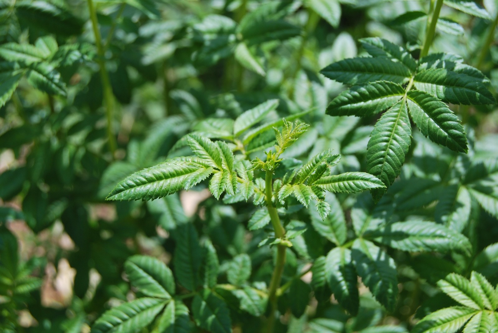 Huacatay Seeds Black Mint Tagetes minuta Flavorful Herb