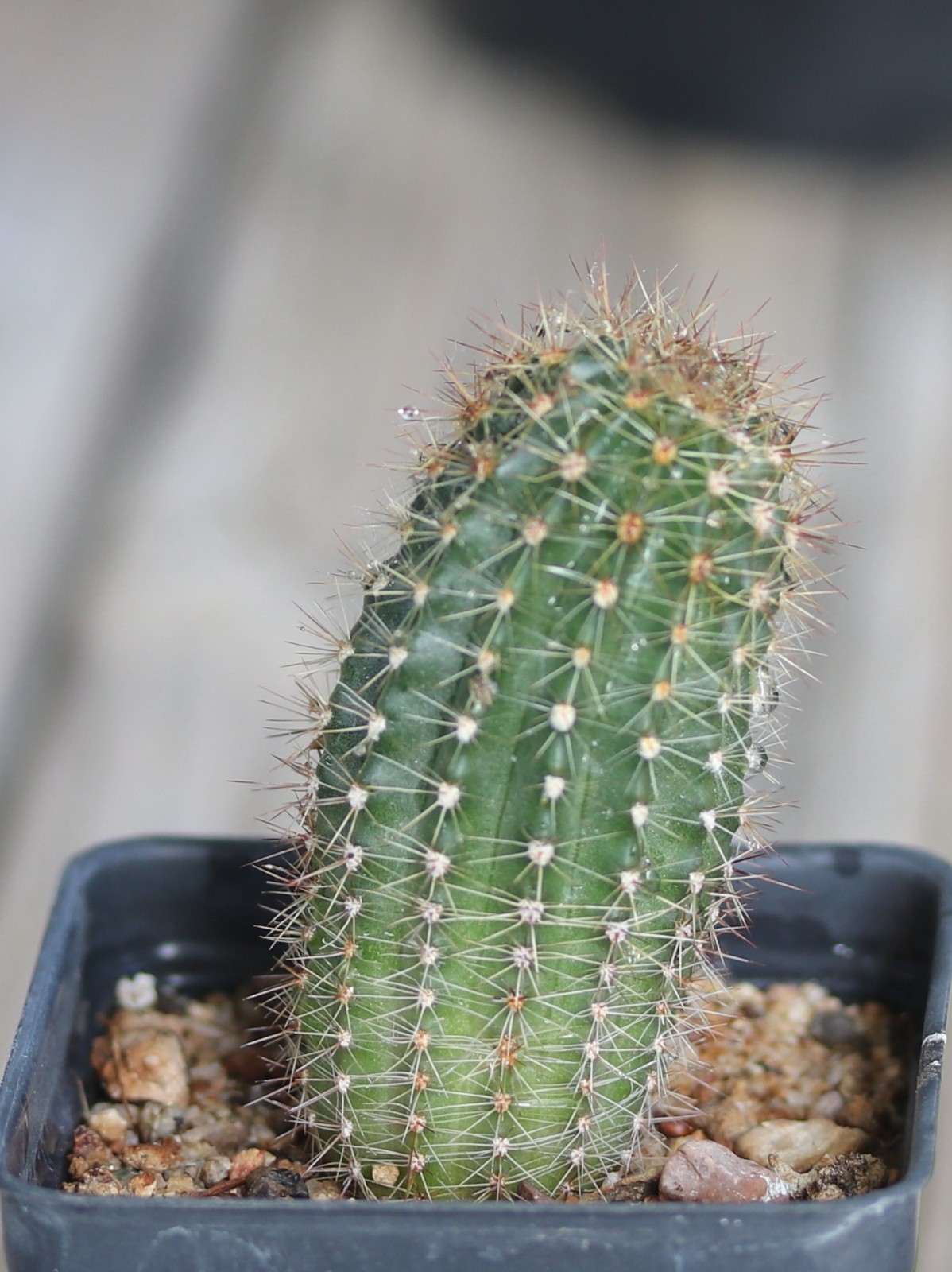 Echinopsis hybrid ‘Buergler Blau’