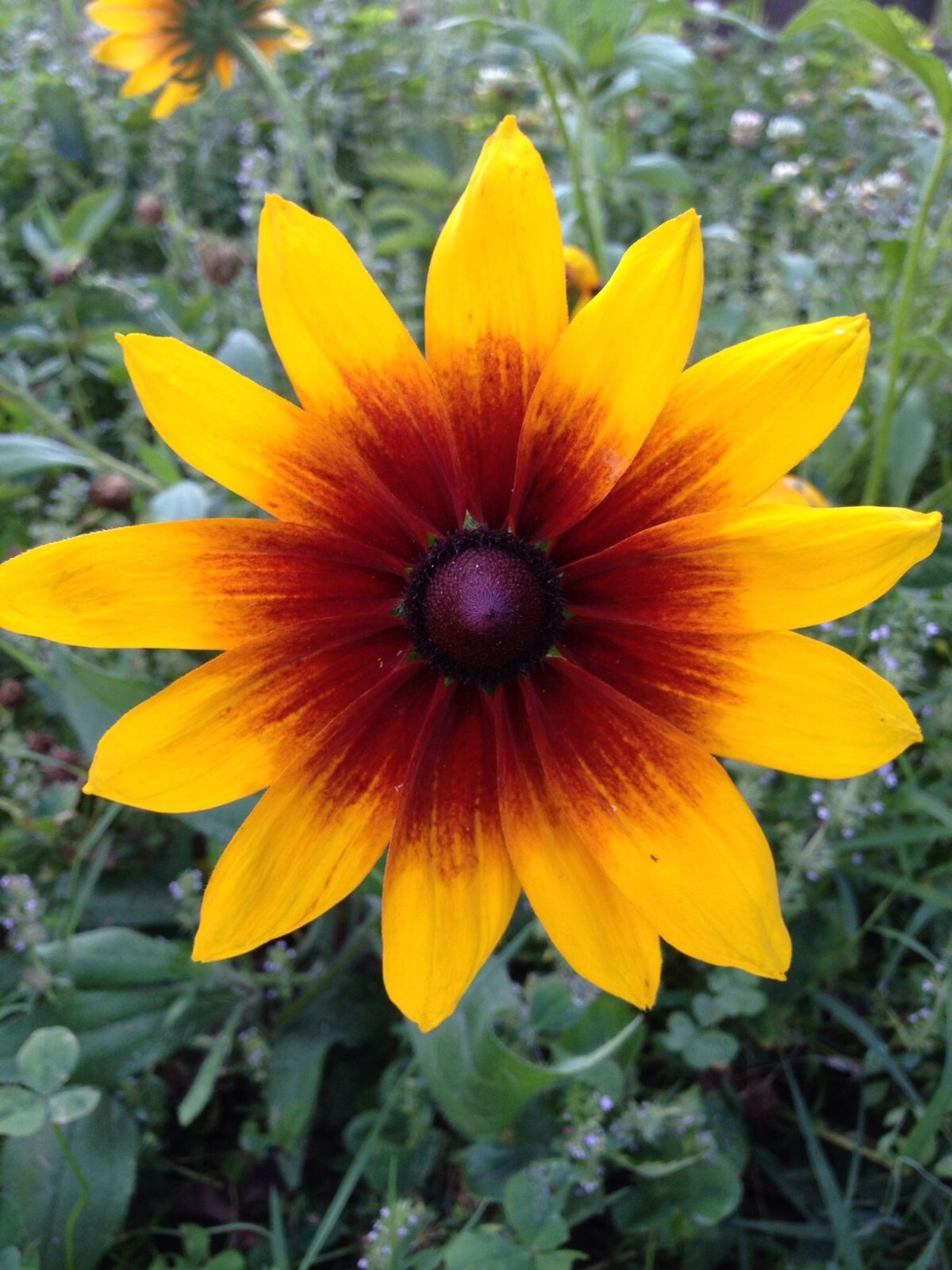 100+ Gloriosa Daisy Seeds – HEIRLOOM – RARE