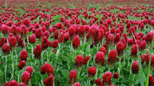 20lbs CRIMSON CLOVER Food Plot Seed For Deer Turkey Wildlife Coated Inoculated