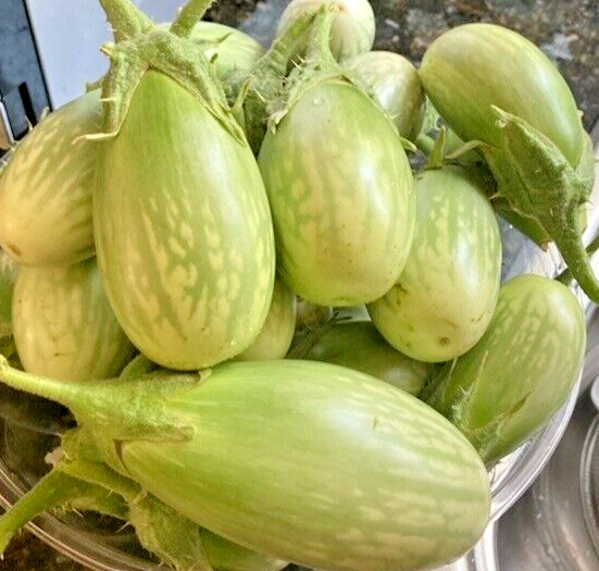 60 Indian Green Eggplant Fresh Organic Seeds ~Organic Eggplant Seeds for 2026.