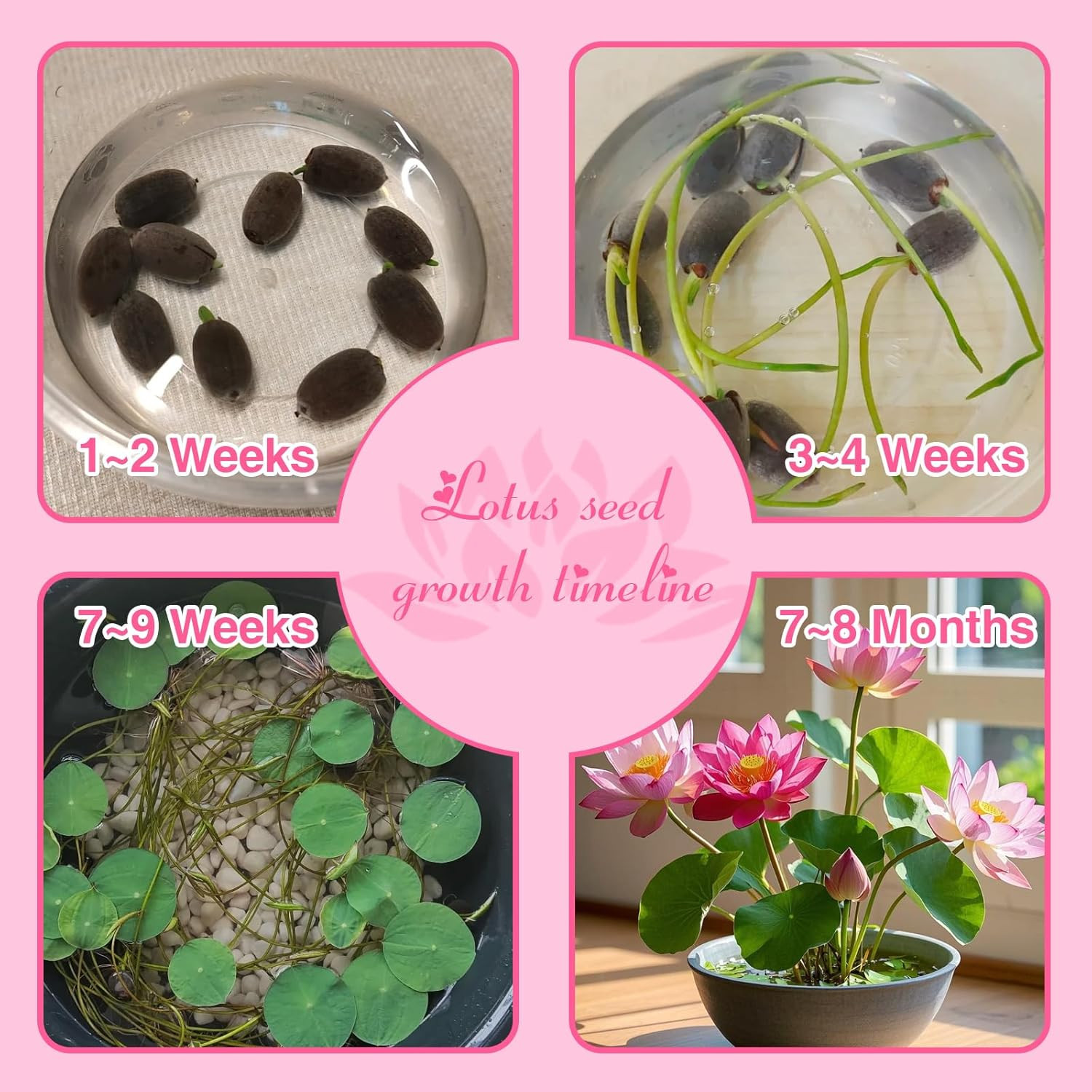 200Pcs Lotus Seeds for Planting – 10 Unique Varieties, Mixed Colors Loto De Cuen