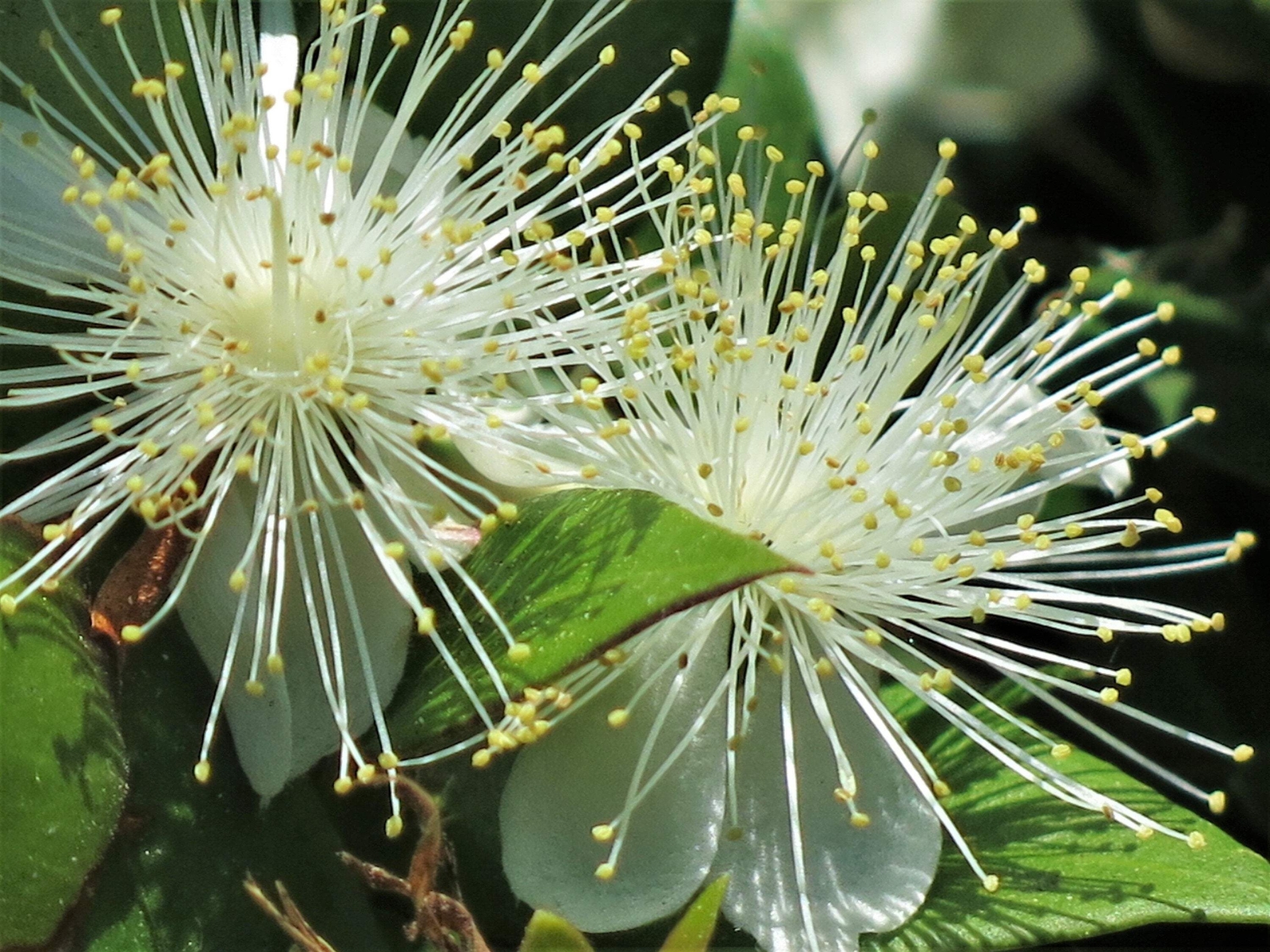 20 TRUE MYRTLE Myrtus Communis White Flower Edible Blue Berry Fruit Shrub Seeds