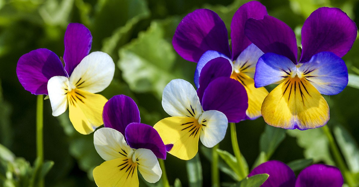 Helen Mount Johnny Jump Up Seeds Tricolor Free Shipping!