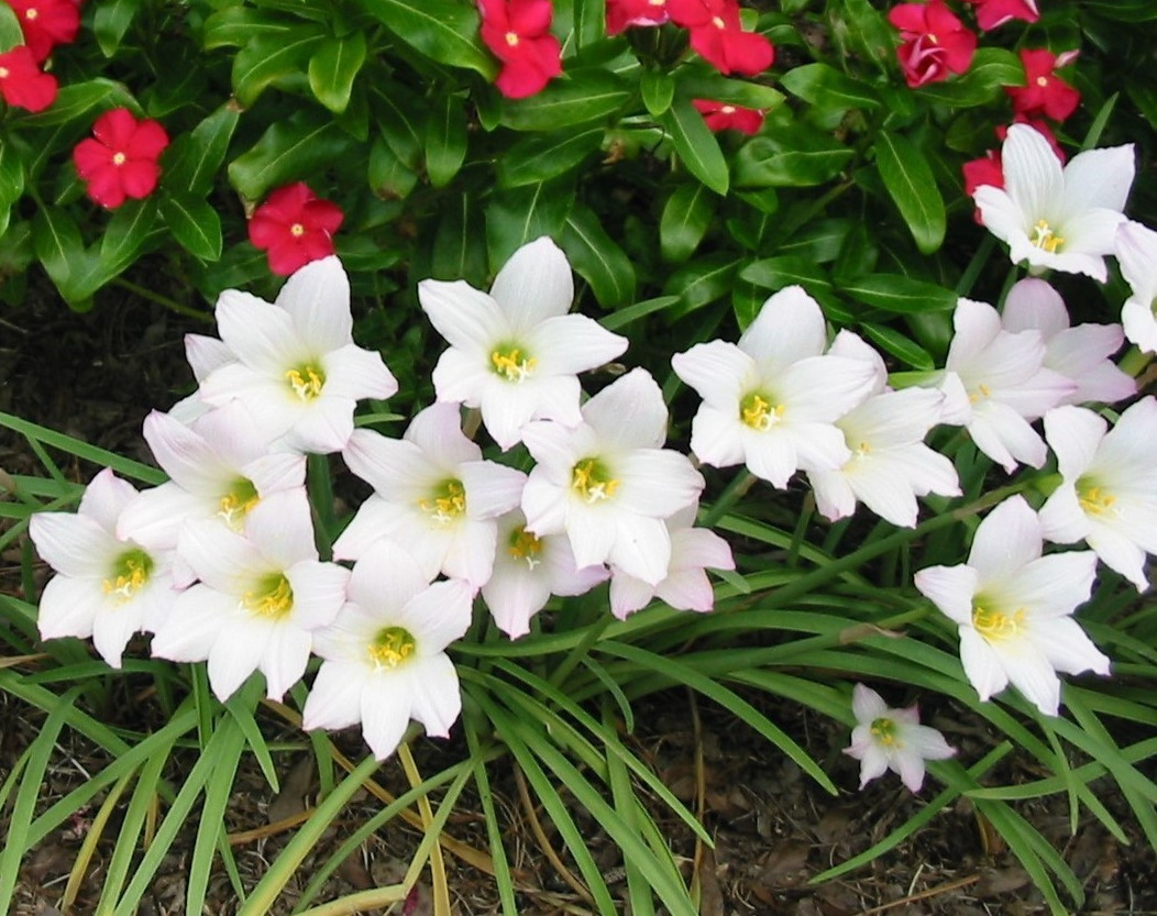 Rain Lilly Bulbs – White & Pink Flower – 10 Piece – Fresh LIVE With Roots