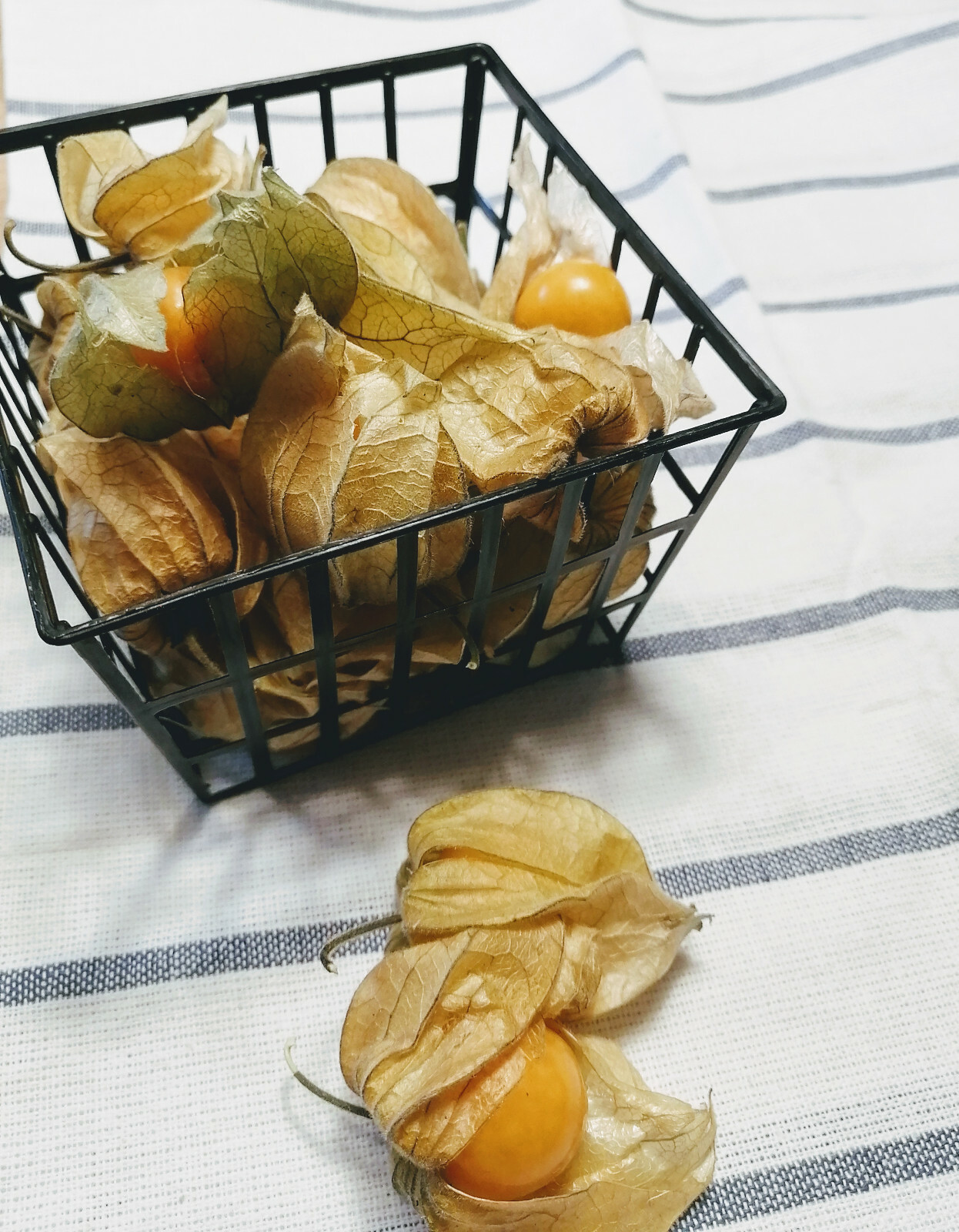 Organic Aunt Molly’s Husk Cherry 100 Seeds Physalis pruinosa Ground Chrry NonGMO