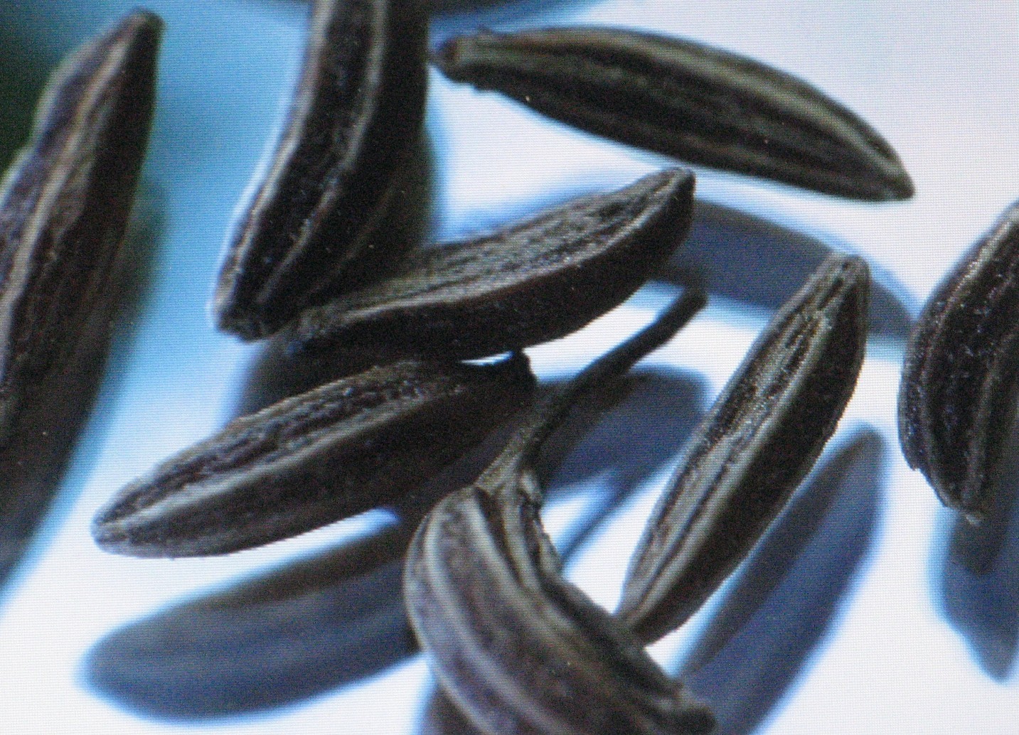 CARAWAY HERB * HEIRLOOM* 100 SEEDS*