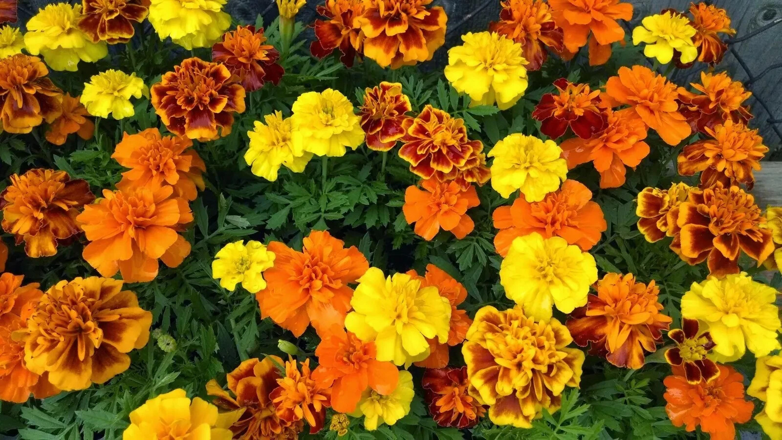 50 Seeds French Marigold Flower Seeds Sparky Mix Orange Yellow Red & multi color