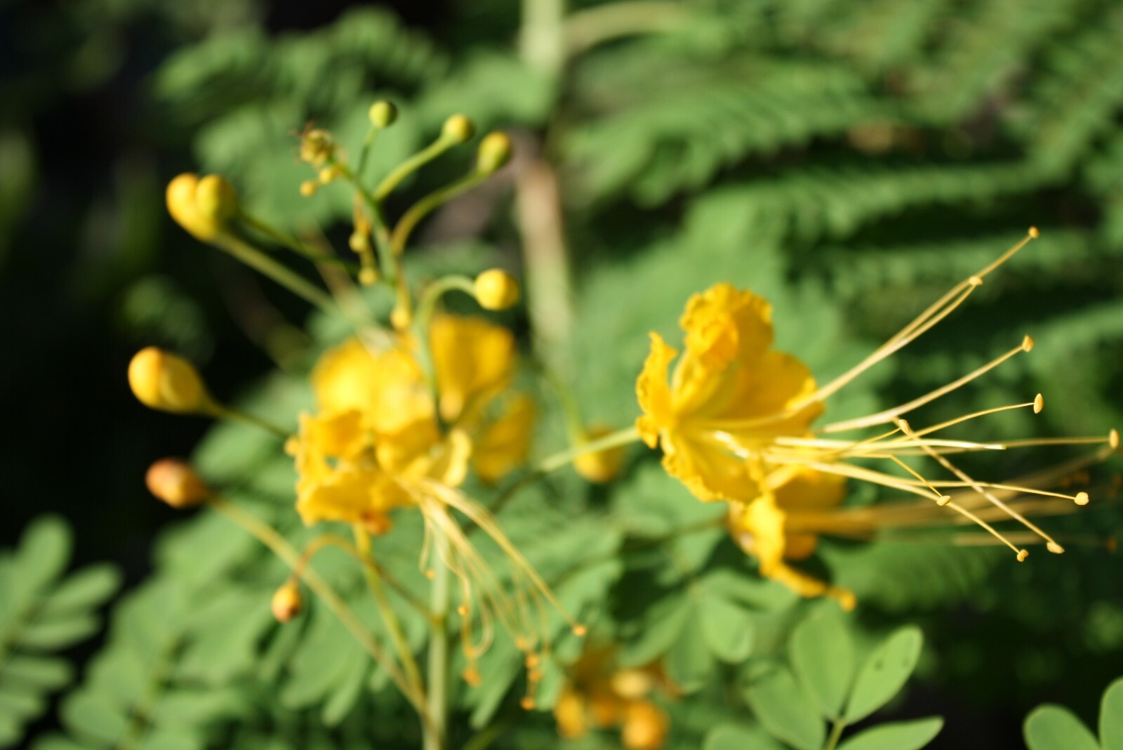 Caesalpinia pulcherrima Yellow Poinciana 10 Seeds All Natural Heirloom