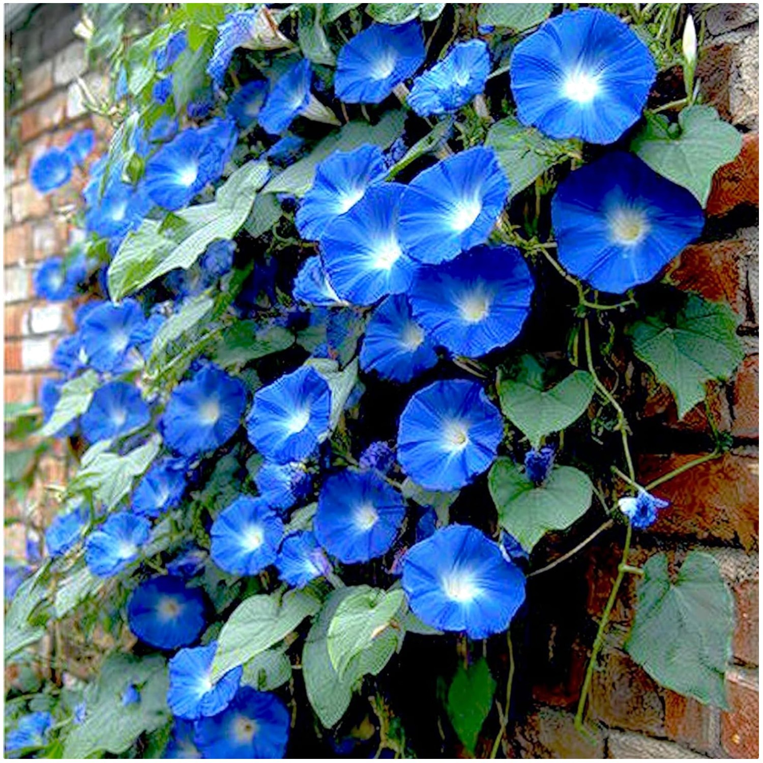 250 Fast-Growing Blue Morning Glory Seeds – Attract Butterflies & Hummingbirds!