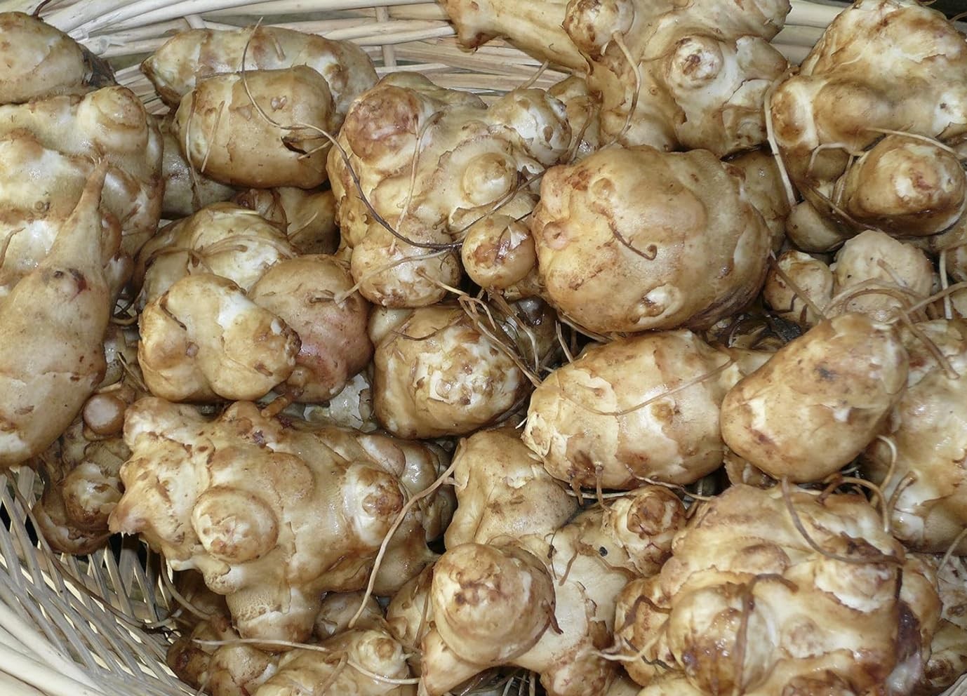 Jerusalem Artichokes set 5 Tuber Pack Raw Sunchokes food Brown