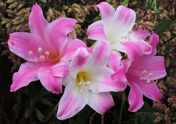 10 Amaryllis Belladonna – Pink Naked Ladies – Surprise Lily