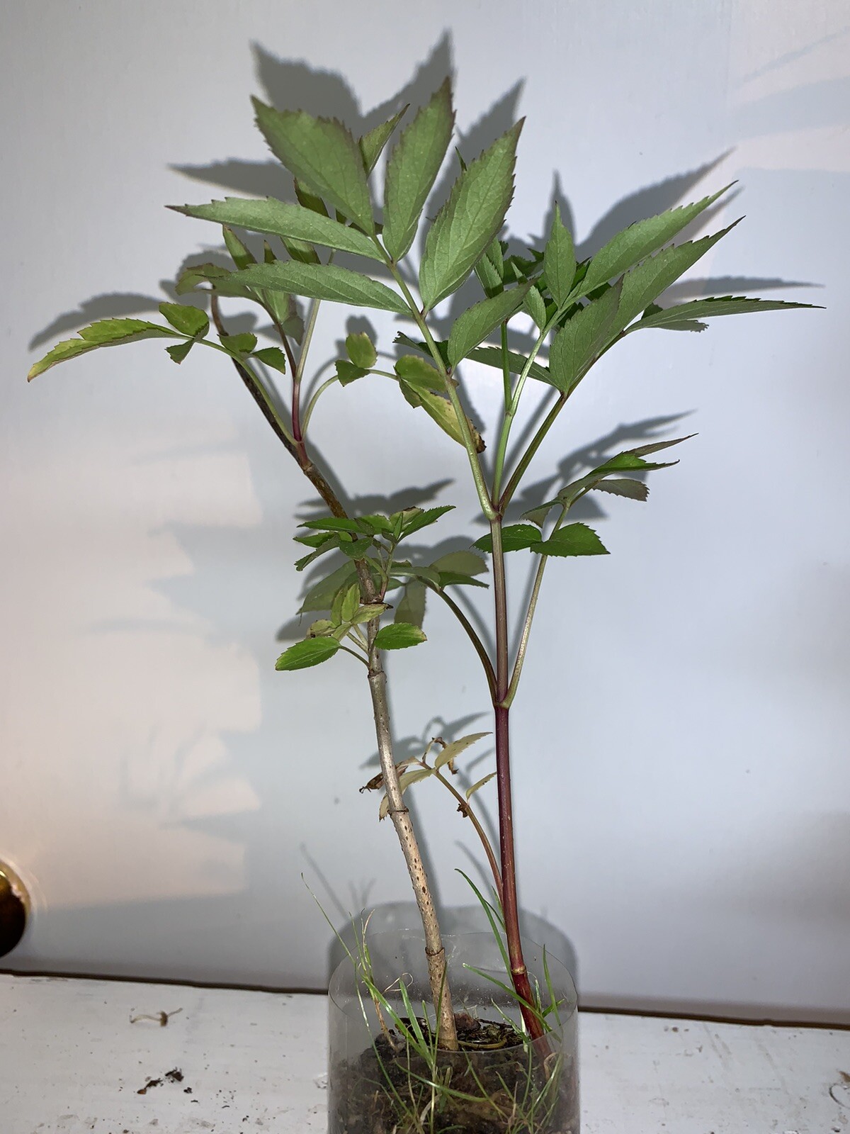 One live rooted plant of Elderberry “Sampo”, sent in box