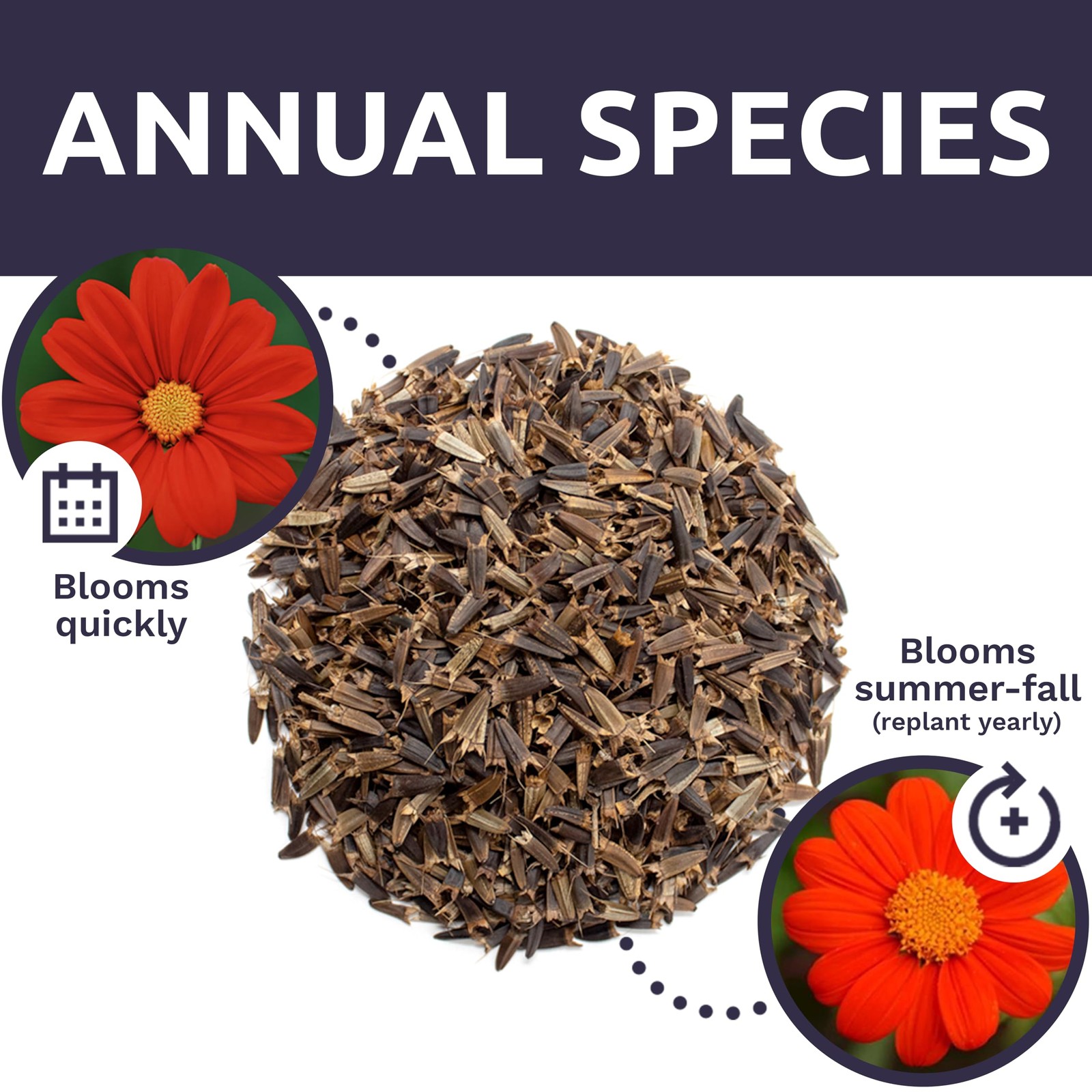 Mexican Sunflower Seeds – Extra Large Packet – Over 2,500 Open Pollinated Non…