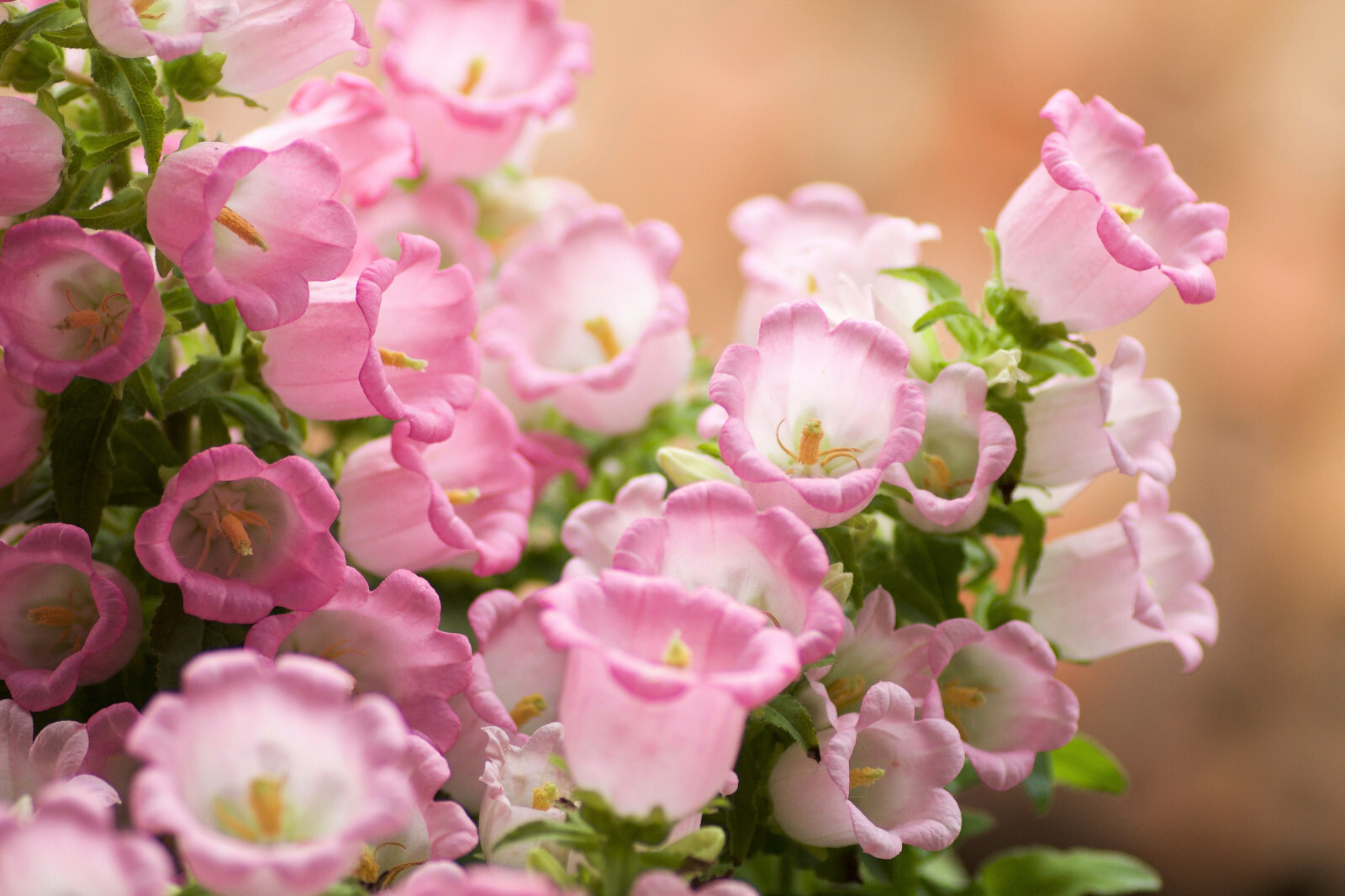 200 ROSE PINK CANTERBURY BELLS – CAMPANULA Medium Flower Seeds *Comb S/H