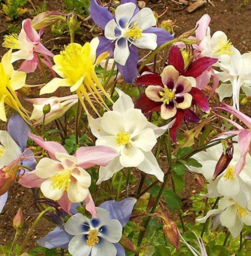 150+ McKana Columbine Mix Seeds **Fresh Seeds** ~~Free Shipping~~