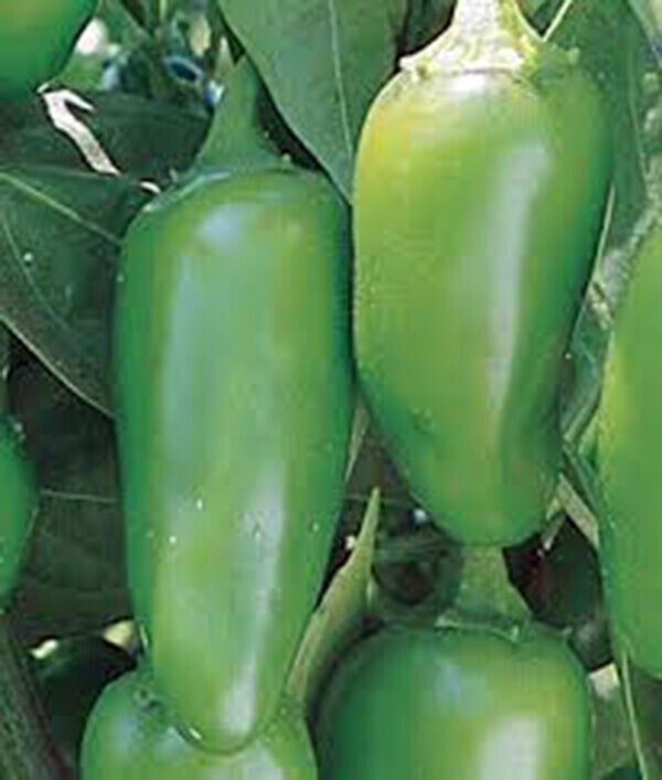 100+ EARLY Jalapeno Pepper Chille Seeds — HEIRLOOM — NON GMO — FRESH