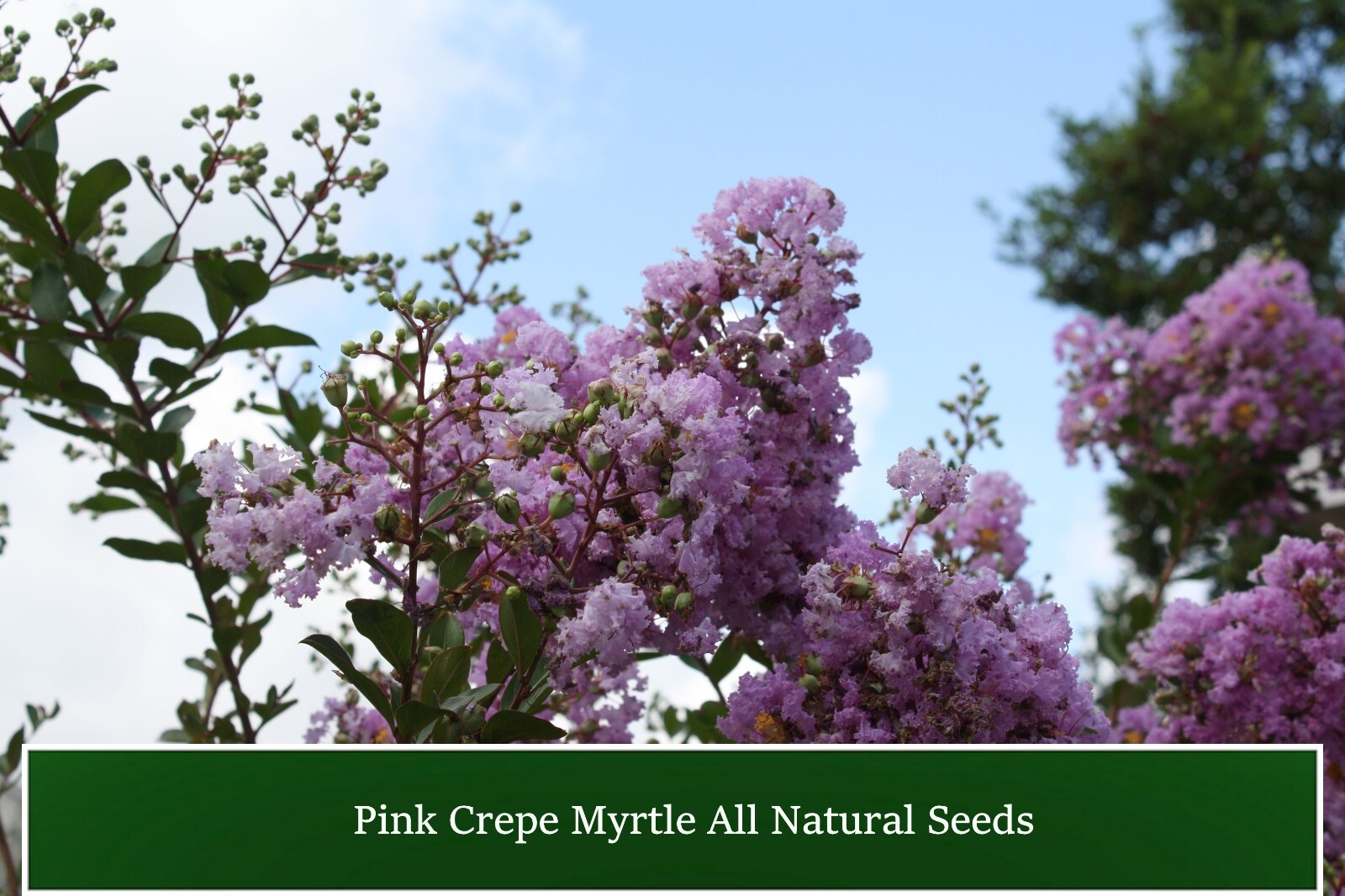 Tropical Plant Seeds -Crepe Myrtle 20 Tree Seeds -Pink Flower