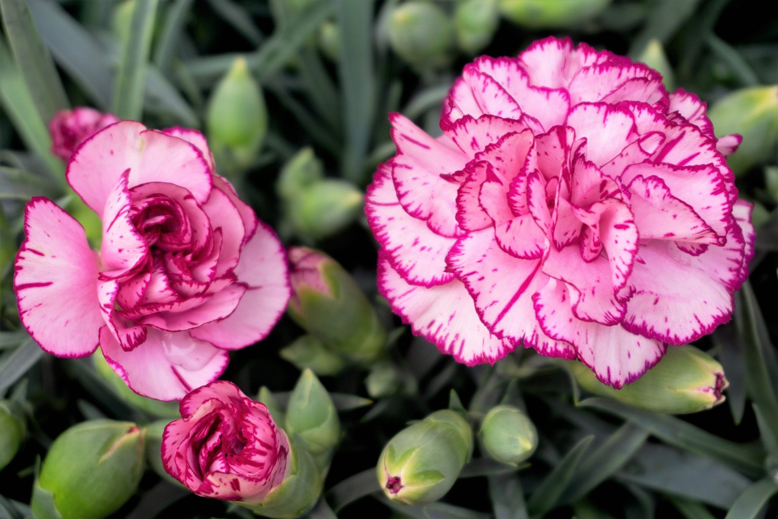 50 PICOTEE MIX CARNATION Dianthus Caryophyllus Bicolor Striped Flower Seeds