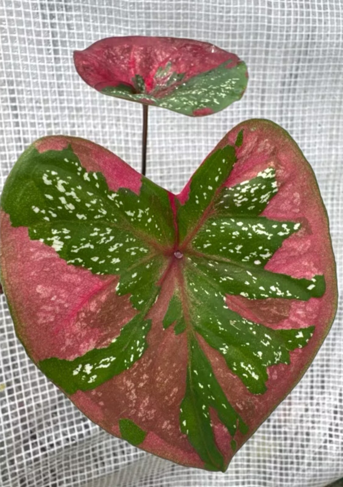 AUTHENTIC Caladium Red Barret 1 bulbs