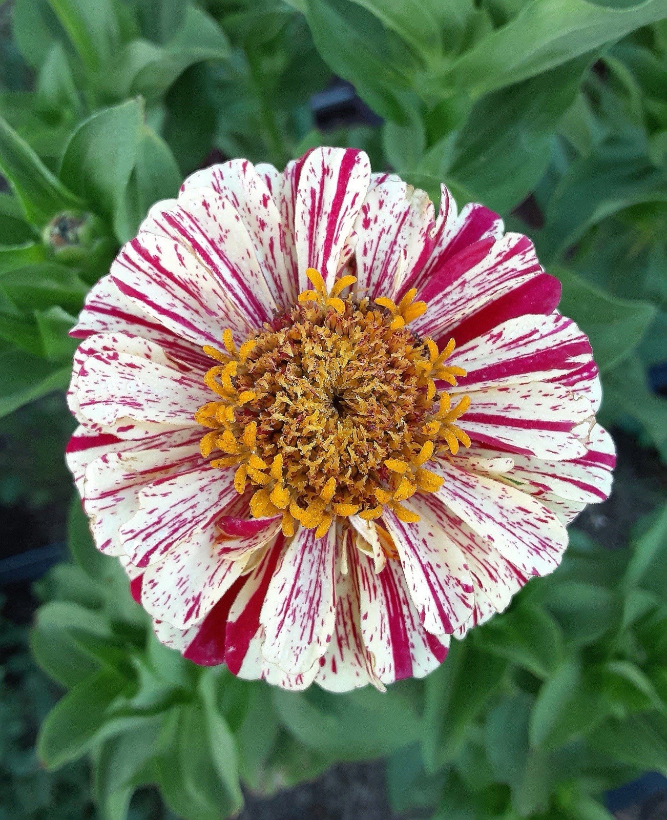 25+Dwarf Peppermint Stick Zinnia, +Free Gift, Flower Seeds, USA Grown, Organic