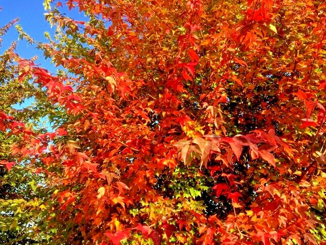 Trident Maple Tree | Premium Seeds | Acer buergerianum ‘Summer’ | Plants’®
