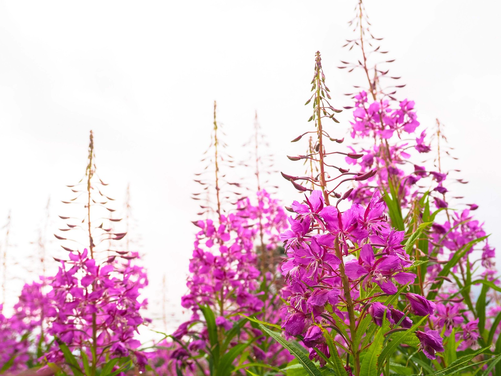300 FIREWEED / ROSEBAY (Great Willowherb) Epilobium Angustifolium Flower Seeds