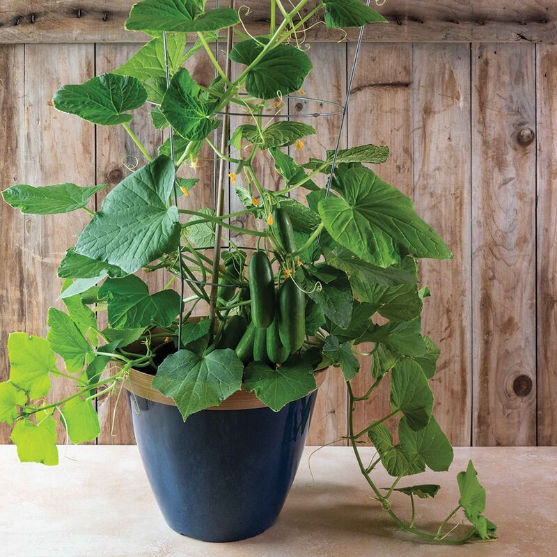 10 Mini Quick Snack Patio cucumber seeds USA ! Great pickles ! Tasty! Gourmet!