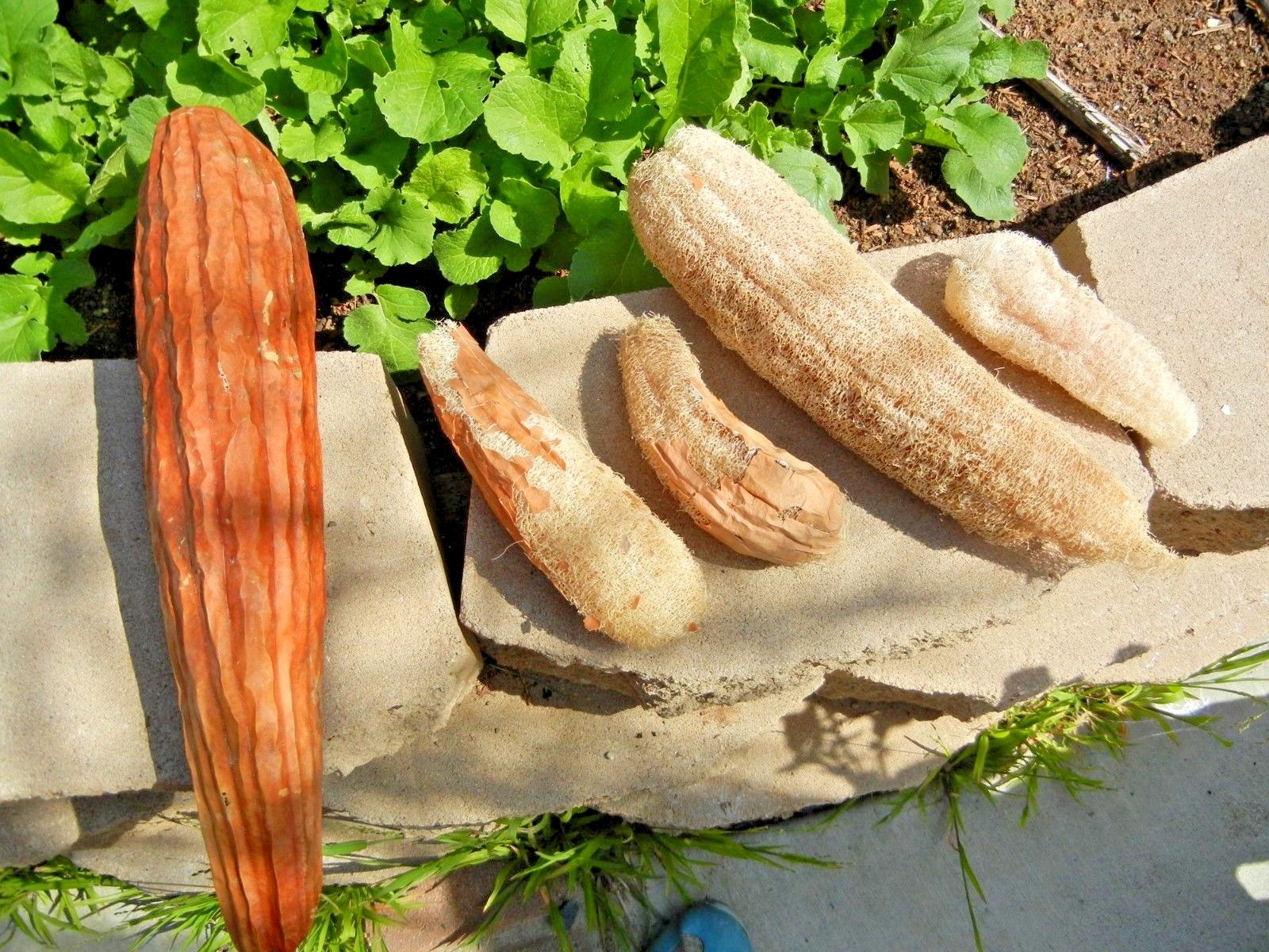 30+LUFFA SPONGE GOURD Seeds Loofah Loofa Lofa Heirloom Vine Garden Container