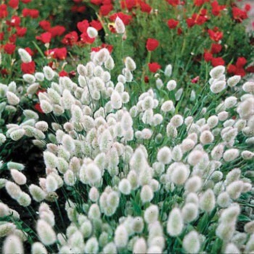 1000 Seeds Lagurus Ovatus Drought Tolerant Bunny Tails xeriscape Ornamental