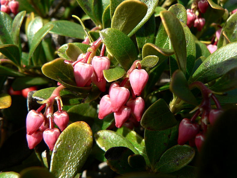 20 BEARBERRY Arctostaphylos Uva-Ursi Kinnikinnick Pinemat Manzanita Flower Seeds