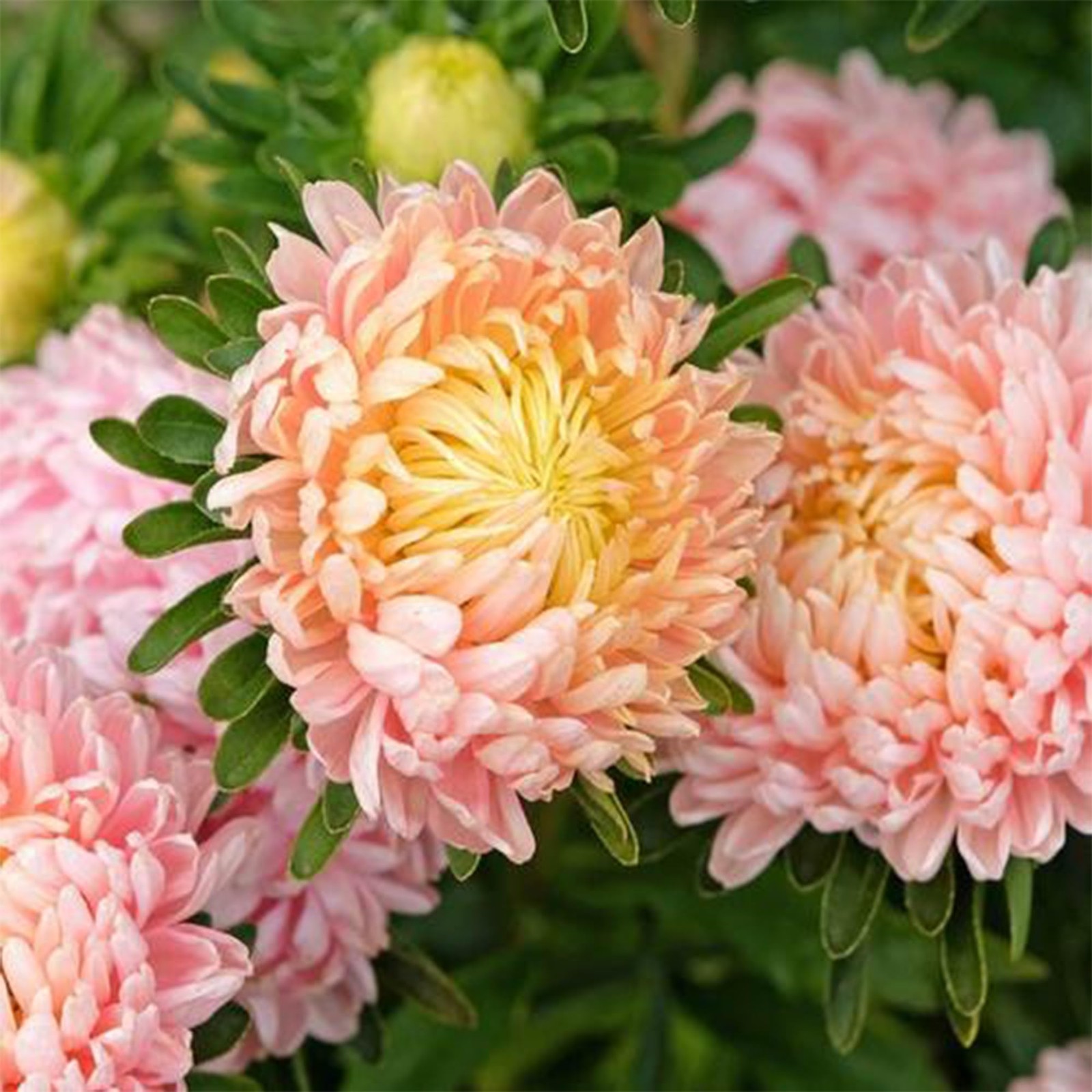 Mixed Color Chrysanthemum Seeds for Planting,1000pcs Rare Perennial Tanacetum…