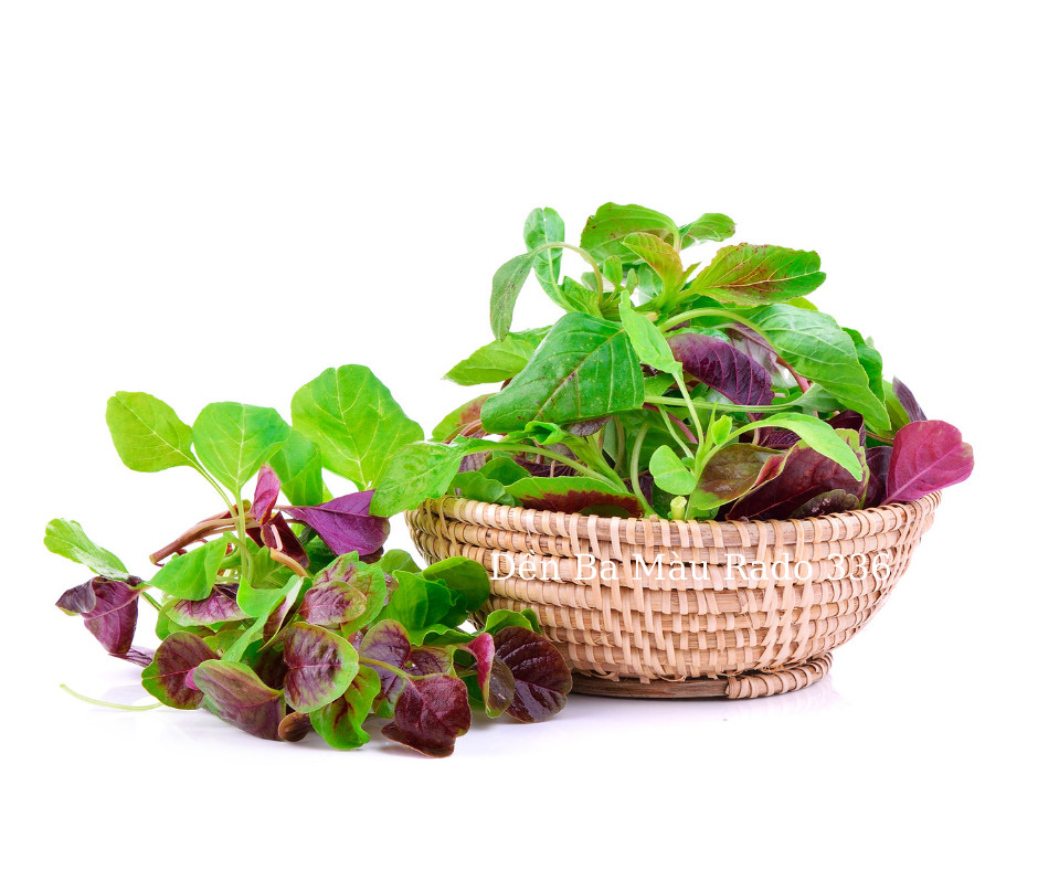 2000+PCS GARNET AMARANTH SEEDS/ RAU DỀN BA MÀU | 90% GERMINATION |